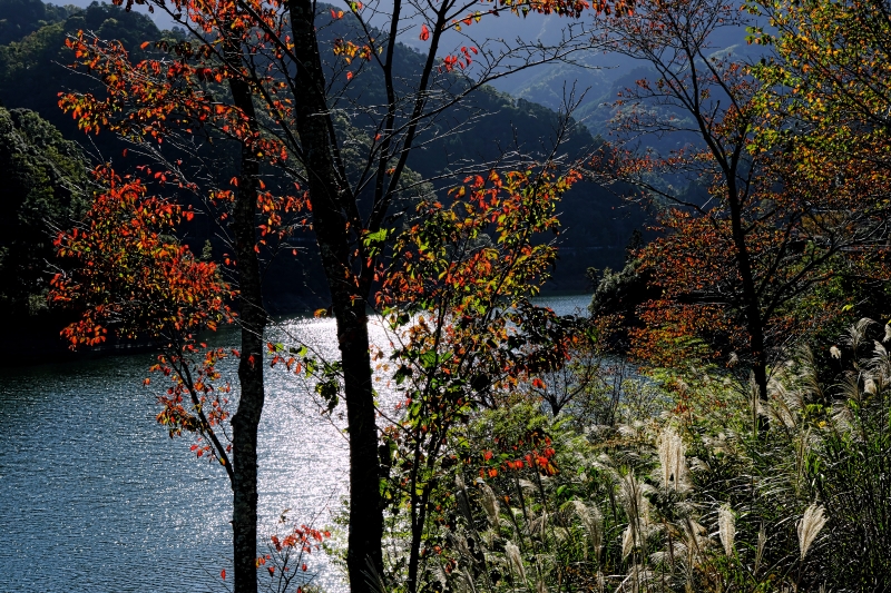 関西サイクルスポーツセンター賞 湖畔の秋滝畑ダム